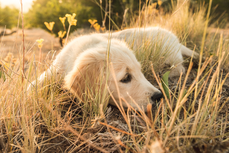 Portrait of a puppy dog in the countryside at sunsetの写真素材