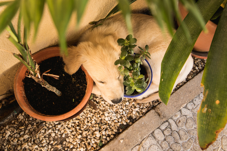 Adorable puppy sleeping. Breed golden retrieverの写真素材