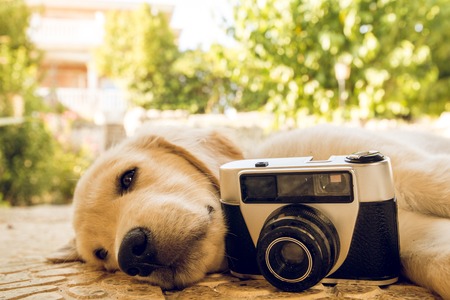 Old camera and puppy dog outside. Puppy of the golden retriever breedの写真素材