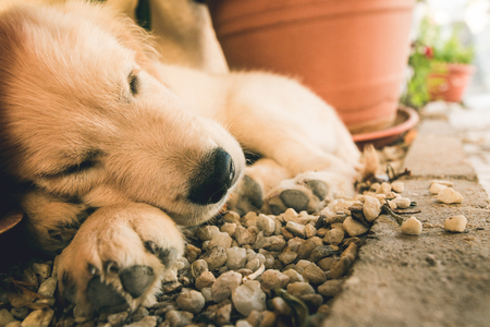 Dog puppy very pretty sleeping. Breed golden retrieverの写真素材