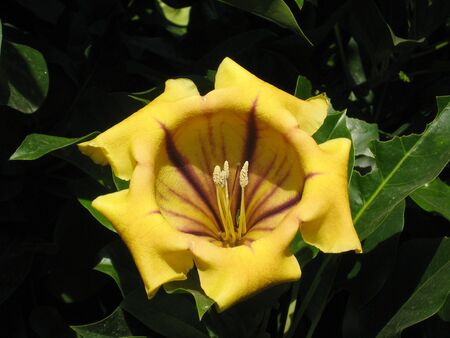 Pretty yellow flower in springの写真素材