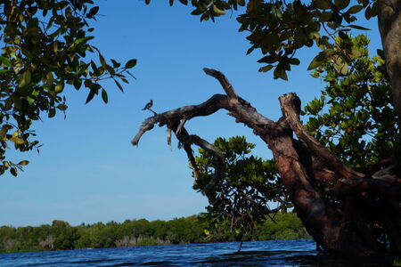 Kingfisherの写真素材