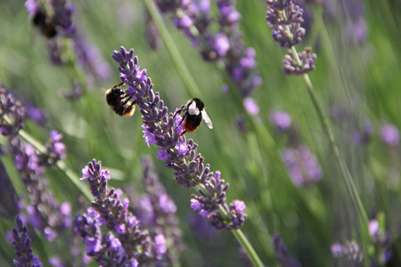 Spring Bumblebee on Lavenderの写真素材