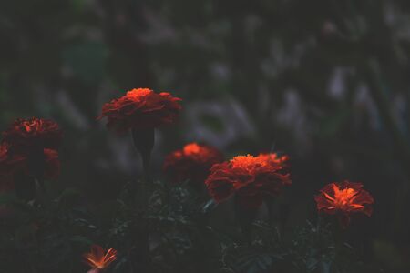 Bright orange flowers contrast with a dark background in the evening. Tagetes in the shade, abstract dramatic style expressing melancholy and sadness.の写真素材