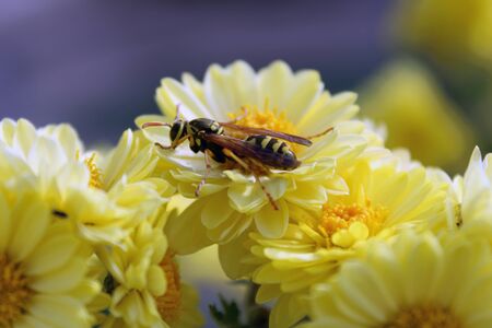 wasp on a yellow flower