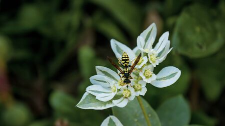 White flowers shrub. Plants in the park. Insect collects pollen. A bee or a wasp is working.