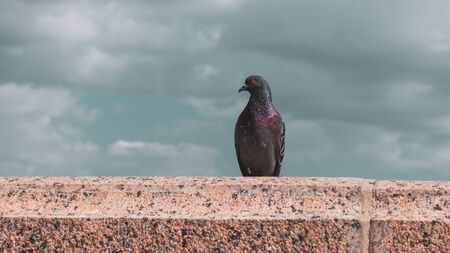 City big power bird. A dove pigeon sits on a stone granite slab on a background of blue clouds.の写真素材