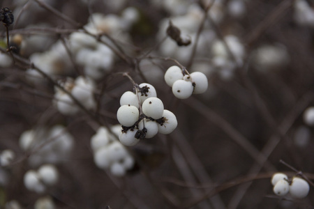 plant flower bloom blossom flowering white seed nature king being feather environment ambience ambient floraの写真素材