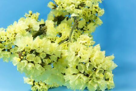 plant, flower, bloom, blossom, flora, dry flowers, yellow, blue cyan backgroundの写真素材