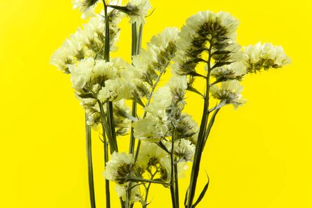 plant, flower, bloom, blossom, flora, dry flowers, yellow backgroundの写真素材