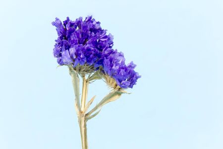 plant, flower, bloom, blossom, flora, dry flowers, purple, blue, cyan backgroundの写真素材