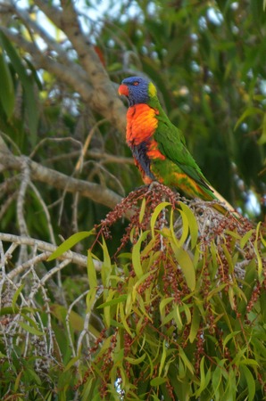 Gold Coast Queensland Australia	Native Australian Rainbow Lorikeet sit on a tree.