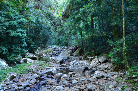 Water stream in Springbrook National Park in Queensland Australia.