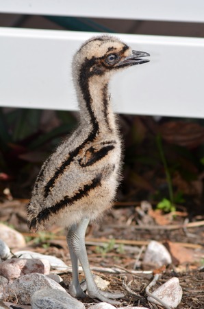 Bush Stonecurlew chick	Bush Stonecurlew chick in Gold Coast Queensland Australia.の写真素材