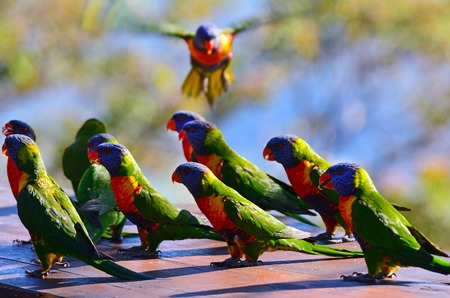 Flock of Native Australian Rainbow Lorikeet gathering together.の写真素材