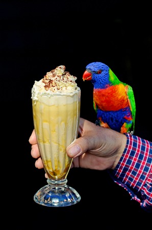 Native Australian Rainbow Lorikeet sit on a person hand and drinking milkshake. isolated on black...