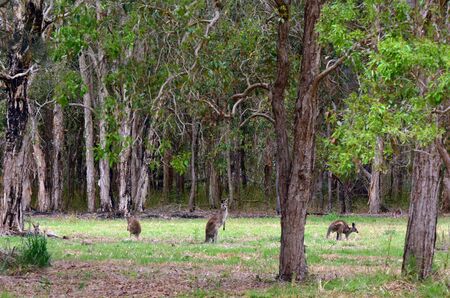 Eastern grey kangaroos	Eastern grey kangaroos at Coombabah Lake Conservation Park in Gold Coast Queensland Australiaの写真素材