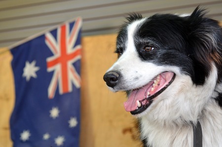 Border Collie Sheep Dog	Border Collie Sheep Dog in Australian Sheep shearing farm in Queensland Australia.の写真素材
