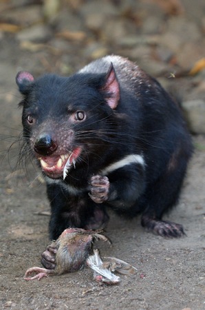 Tasmanian devil	Tasmanian Devil Sarcophilus harrisii eat a prey.の写真素材