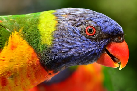 Rainbow Lorikeet	Native Australian Rainbow Lorikeet close up portrait.の写真素材