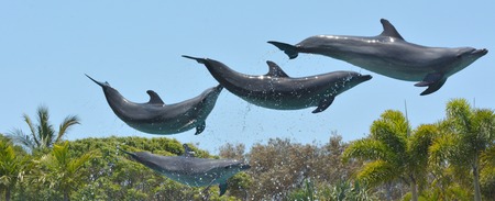 Dolphins jumps in the air 	Dolphins leaps in the air high above tropical trees line.の写真素材