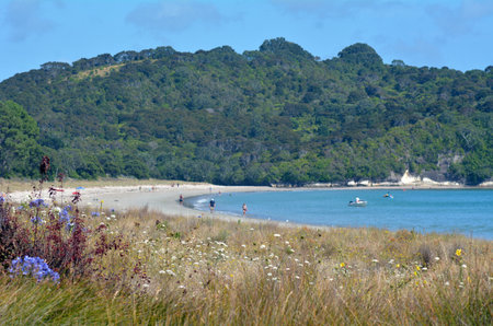 HAHEI, NZL - Jan 20 2015:Visitors in Cooks beach.The area is very popular tourists travel destination in New Zealand and receives around 150,000 visitors per year.のeditorial素材