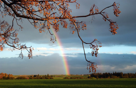 Rainbow in a green filed after a storm.の写真素材