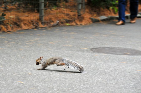 Squirrel carry a peanuts in Central Park Manhattan New York, USA.