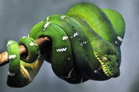 Emerald tree boa at the Central Park Zoo Manhattan New York, USA.の写真素材