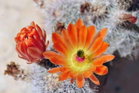Orange blossoming flowers on a cactus in the desertの写真素材