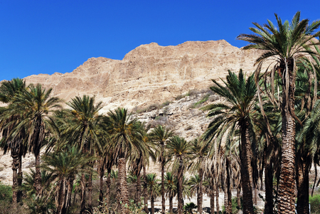Plantation of palm trees at Ein Gedi in the Dead Sea area, Israel.の写真素材