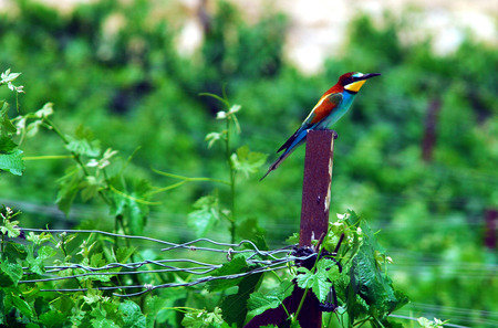 A Bee-eater sits on a pole in a vineyard searching for bees
