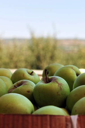 Fresh green apples in the field.の写真素材