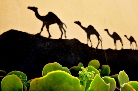 Cactus Plant with a silhouette of camels walking on a hill in the desertの写真素材