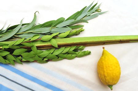 The Four Species - three types of branches and one type of fruit which are held together and waved...