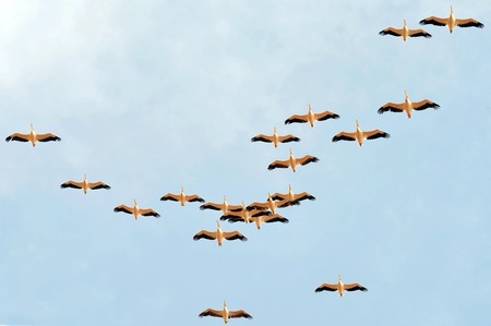 A flock of hundreds of pelicans migrate from Europe to Africa passing Israeli skies above Hula Nature Reserve in north Israel.の写真素材