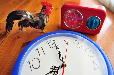 A rooster with an old clocks show the time during daylight saving (DST).