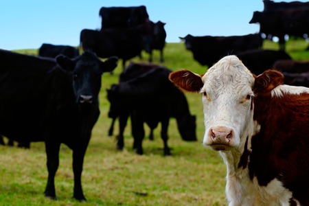 A brown and white steer bull standing out in front of a cattle of black steers bulls on a field of a beef farm in New Zealand.の写真素材