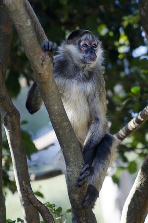 Spider Monkey.