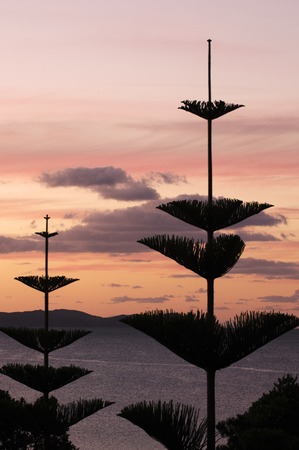 Silhouette of Norfolk Island Pine tree during Sunrise and Sunset on a beach.の写真素材