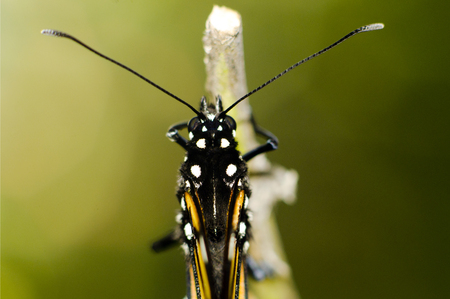 Monarch Butterfly Milkweed Mania.の写真素材