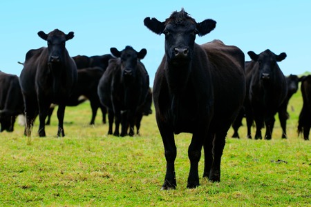 Black steers bulls on a field of a beef farm in New Zealand.の写真素材
