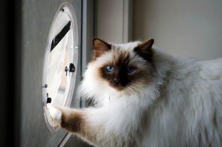 A Birman Cat on his way of the house through a cat doorway.の写真素材