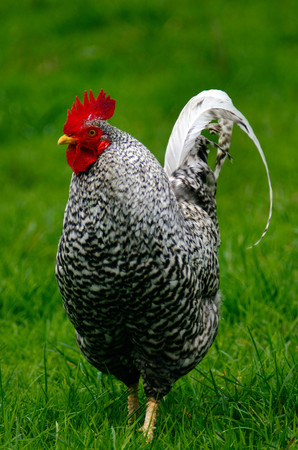 A rooster in a chicken farm.の写真素材
