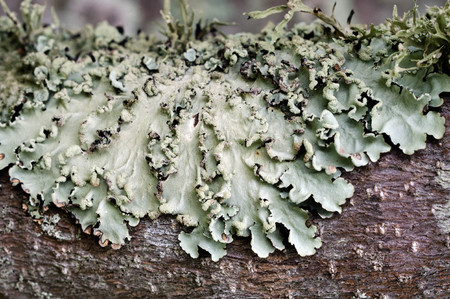 Fungus on a tree in the forest.