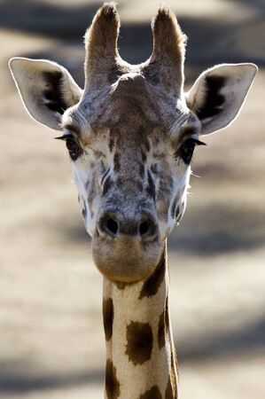 Giraffe Head.