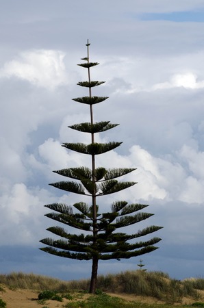 Norfolk Pine Tree, New Zealand.の写真素材