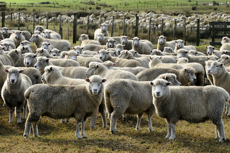 Flock of sheep, New Zealand.の写真素材