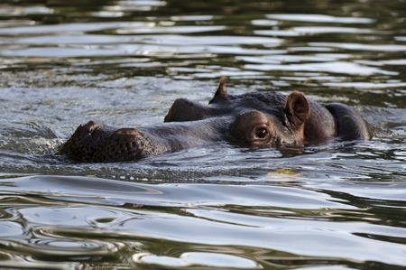 Hippopotamus portrait.