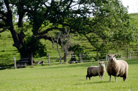 Mother sheep and her lamb in green grass field.の写真素材